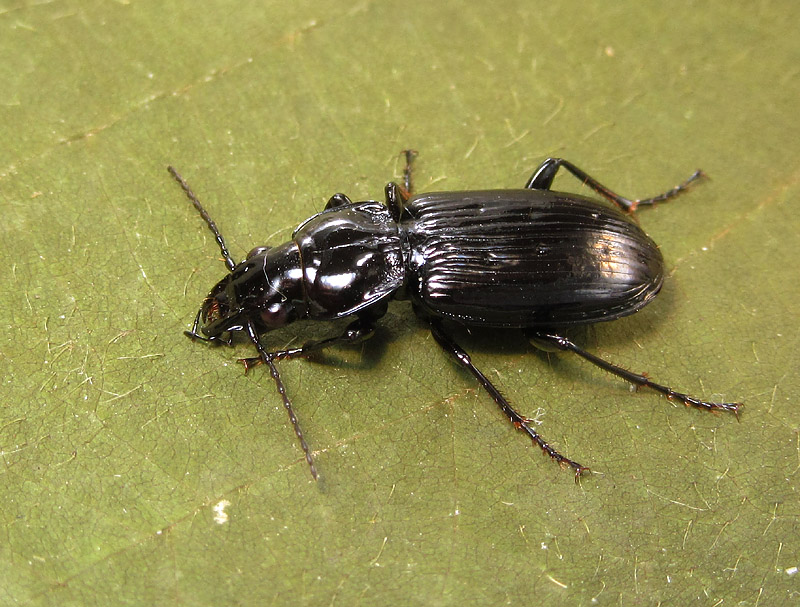 Carabidae: Pterostichus melanarius ?? no, Pt. aterrimus